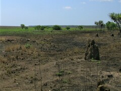 Nasutitermes triodiae