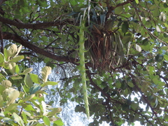 Tillandsia prodigiosa