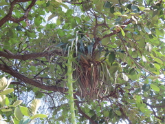 Tillandsia prodigiosa