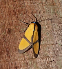 Ormetica ameoides
