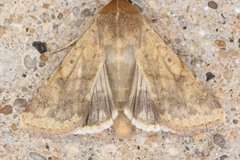Helicoverpa zea