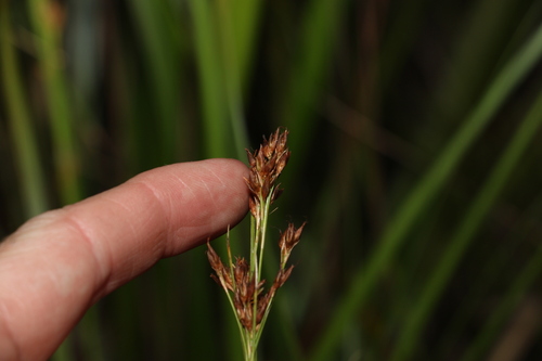 Image of Rhynchospora brownii by (c) Greg Tasney, some rights reserved (CC BY-SA)