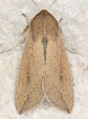 Mythimna unipuncta