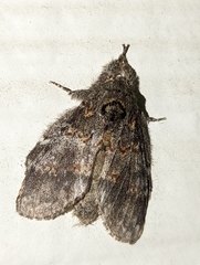 Peridea angulosa
