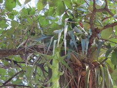 Tillandsia prodigiosa