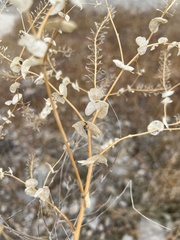 Lepidium perfoliatum