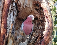 Eolophus roseicapilla albiceps