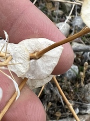 Lepidium perfoliatum