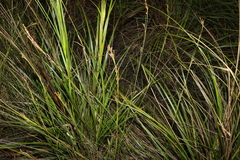 Rhynchospora brownii