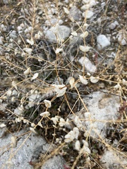 Lepidium perfoliatum