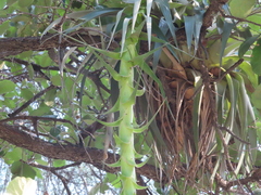 Tillandsia prodigiosa