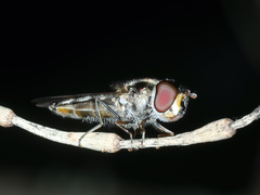 Syrphinae