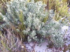 Indigofera brachystachya