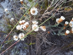 Helichrysum retortum