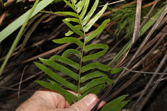 Telmatoblechnum indicum