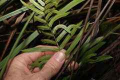 Telmatoblechnum indicum