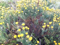 Chrysocoma coma-aurea