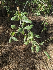 Quercus agrifolia