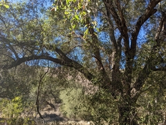 Quercus agrifolia