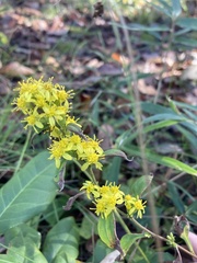 Solidago virgaurea asiatica