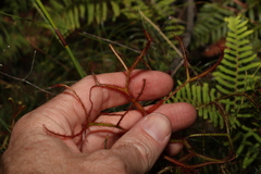 Drosera binata