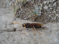 Urocerus flavicornis