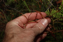 Drosera binata