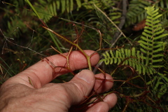Drosera binata