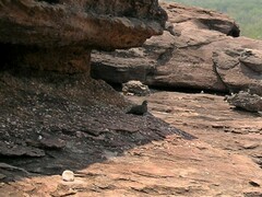 Petrophassa rufipennis