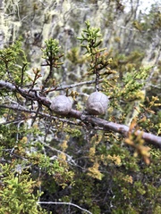 Cupressus pygmaea