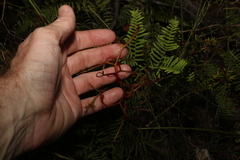 Drosera binata