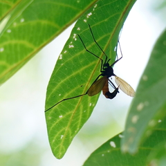 Tipula holoserica