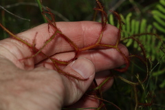 Drosera binata