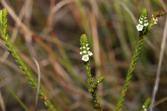 Baeckea imbricata