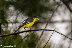 Lesser Goldfinch photo 2