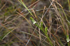 Baeckea imbricata