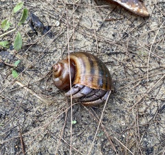 Coenobita violascens