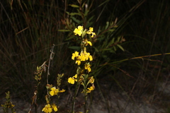 Goodenia stelligera