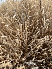 Salicornia rubra