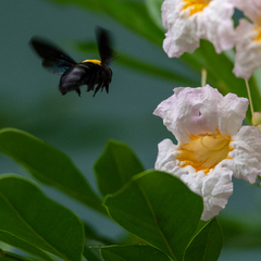 Xylocopa aestuans