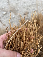 Salicornia rubra