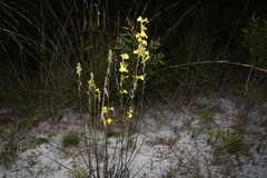 Goodenia stelligera