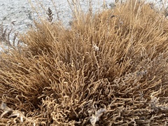 Salicornia rubra