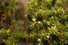 Styphelia leptospermoides