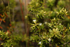 Styphelia leptospermoides