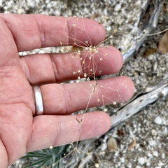 Hypertelis umbellata