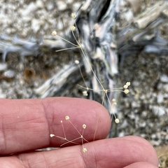 Hypertelis umbellata