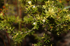 Styphelia leptospermoides