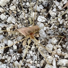 Hypertelis umbellata