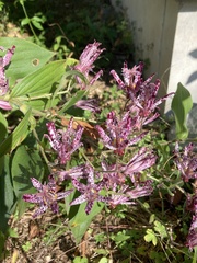 Tricyrtis